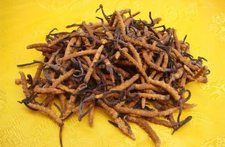 冬虫夏草花的功效(冬虫夏草花的功效与作用及食用方法禁忌),第1张 冬虫夏草花的功效(冬虫夏草花的功效与作用及食用方法禁忌),冬虫夏草花的功效(冬虫夏草花的功效与作用及食用方法禁忌),第1张