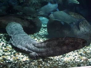 娃娃鱼图片的简单介绍,第2张 娃娃鱼图片的简单介绍,娃娃鱼图片的简单介绍,第2张