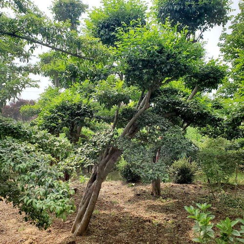 白蜡树种子(白蜡树种子形状),第3张 白蜡树种子(白蜡树种子形状),白蜡树种子(白蜡树种子形状),第3张