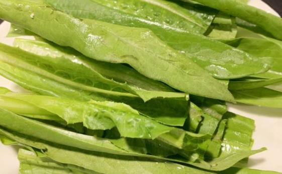 莴笋叶子和油麦菜区别(油麦菜长大是不是莴笋),第2张 莴笋叶子和油麦菜区别(油麦菜长大是不是莴笋),莴笋叶子和油麦菜区别(油麦菜长大是不是莴笋),第2张