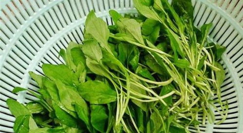 马兰头的功效与作用(马兰头的功效与作用及禁忌症),第2张 马兰头的功效与作用(马兰头的功效与作用及禁忌症),马兰头的功效与作用(马兰头的功效与作用及禁忌症),第2张