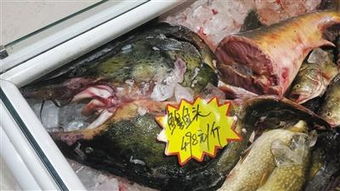 耗儿鱼图片(耗儿鱼图片 活鱼),第1张 耗儿鱼图片(耗儿鱼图片 活鱼),耗儿鱼图片(耗儿鱼图片 活鱼),第1张