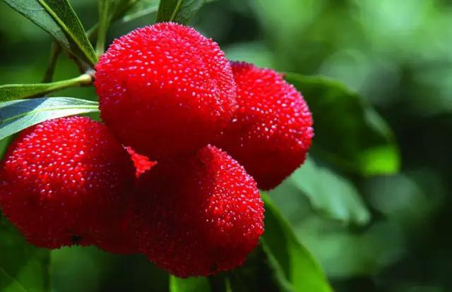 杨梅虫子能吃吗(杨梅的虫子可以吃吗),第1张 杨梅虫子能吃吗(杨梅的虫子可以吃吗),杨梅虫子能吃吗(杨梅的虫子可以吃吗),第1张