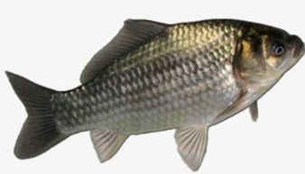 鱼类大全（鱼类大全看图识鱼）,鱼类大全（鱼类大全看图识鱼）,第2张