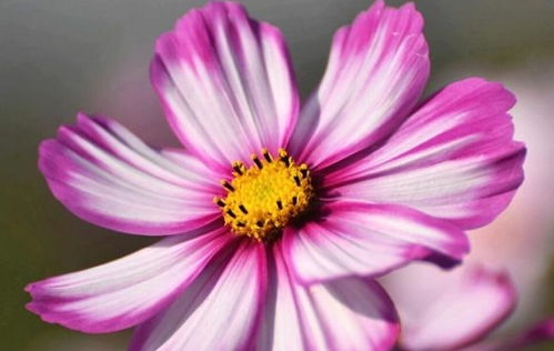 石家庄亚太大酒店(石家庄亚太大酒店地址),第2张 石家庄亚太大酒店(石家庄亚太大酒店地址),石家庄亚太大酒店(石家庄亚太大酒店地址),第2张