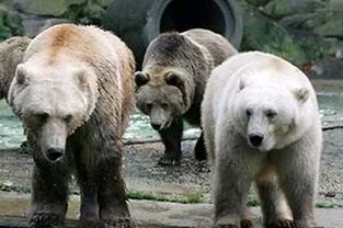 科迪亚克棕熊（科迪亚克棕熊和北极熊体型对比）,科迪亚克棕熊（科迪亚克棕熊和北极熊体型对比）,第1张