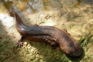 娃娃鱼图片的简单介绍,第1张 娃娃鱼图片的简单介绍,娃娃鱼图片的简单介绍,第1张