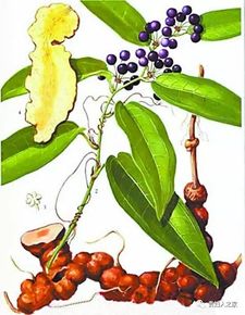 茯苓的功效(茯苓的功效与作用桂枝),第3张 茯苓的功效(茯苓的功效与作用桂枝),茯苓的功效(茯苓的功效与作用桂枝),第3张