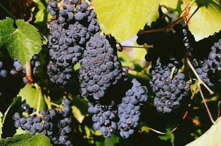 葡萄品种排名(最好葡萄品种排名),第3张 葡萄品种排名(最好葡萄品种排名),葡萄品种排名(最好葡萄品种排名),第3张