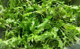 荠荠菜的功效与营养(秋天荠荠菜的功效与营养),第1张 荠荠菜的功效与营养(秋天荠荠菜的功效与营养),荠荠菜的功效与营养(秋天荠荠菜的功效与营养),第1张