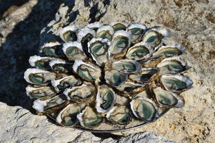 落基山牡蛎（落基山牡蛎百度百科）,落基山牡蛎（落基山牡蛎百度百科）,第1张