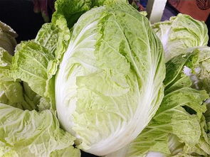 烟筒白菜(烟筒白菜的经典做法),第2张 烟筒白菜(烟筒白菜的经典做法),烟筒白菜(烟筒白菜的经典做法),第2张