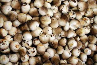 防水渗透剂(防水渗透剂施工方法视频),第1张 防水渗透剂(防水渗透剂施工方法视频),防水渗透剂(防水渗透剂施工方法视频),第1张