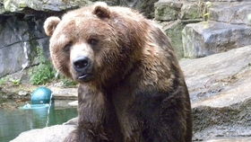 科迪亚克棕熊（科迪亚克棕熊和北极熊体型对比）,科迪亚克棕熊（科迪亚克棕熊和北极熊体型对比）,第3张