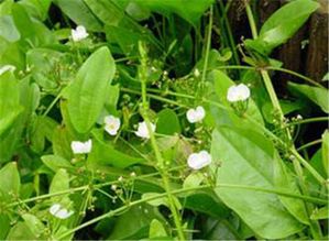 中药泽泻(中药泽泻的功效),第3张 中药泽泻(中药泽泻的功效),中药泽泻(中药泽泻的功效),第3张