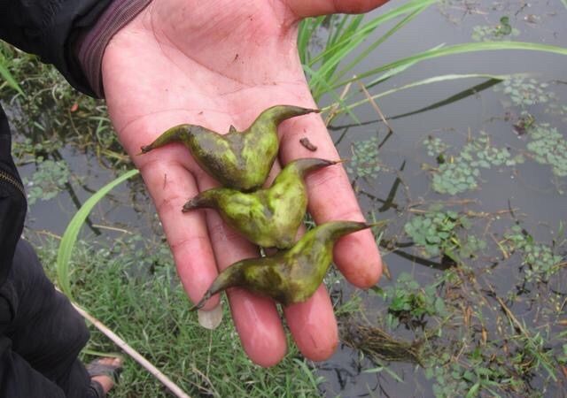 菱角怎么剥(菱角怎么剥去外壳),第2张 菱角怎么剥(菱角怎么剥去外壳),菱角怎么剥(菱角怎么剥去外壳),第2张