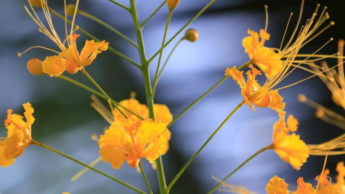 金凤花(金凤花花语及象征意义),第3张 金凤花(金凤花花语及象征意义),金凤花(金凤花花语及象征意义),第3张