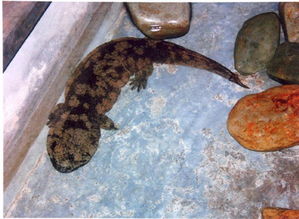 娃娃鱼图片的简单介绍,第3张 娃娃鱼图片的简单介绍,娃娃鱼图片的简单介绍,第3张