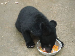 熊掌价格(熊掌市场价多少钱一只),第1张 熊掌价格(熊掌市场价多少钱一只),熊掌价格(熊掌市场价多少钱一只),第1张