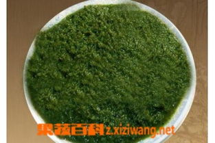 怎样腌韭菜花是绿的(怎样腌制的韭菜花翠绿),第3张 怎样腌韭菜花是绿的(怎样腌制的韭菜花翠绿),怎样腌韭菜花是绿的(怎样腌制的韭菜花翠绿),第3张