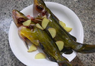 黄刺鱼(黄刺鱼是什么鱼),第1张 黄刺鱼(黄刺鱼是什么鱼),黄刺鱼(黄刺鱼是什么鱼),第1张