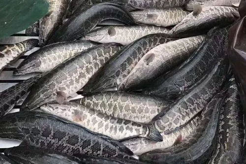 黑鱼价格多少钱一斤(黑鱼价格多少钱一斤?),第2张 黑鱼价格多少钱一斤(黑鱼价格多少钱一斤?),黑鱼价格多少钱一斤(黑鱼价格多少钱一斤?),第2张