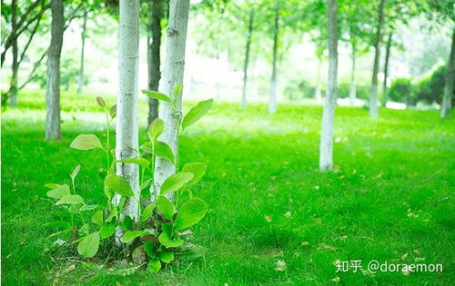 马兰头的功效与作用(马兰头的功效与作用及禁忌症),第3张 马兰头的功效与作用(马兰头的功效与作用及禁忌症),马兰头的功效与作用(马兰头的功效与作用及禁忌症),第3张