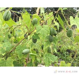 教堂设计(贝尔尼尼为圣彼得大教堂设计),第3张 教堂设计(贝尔尼尼为圣彼得大教堂设计),教堂设计(贝尔尼尼为圣彼得大教堂设计),第3张