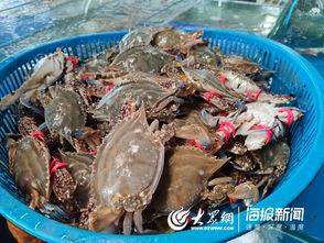 螃蟹公母怎么分(螃蟹分公母怎么分辨图片),第1张 螃蟹公母怎么分(螃蟹分公母怎么分辨图片),螃蟹公母怎么分(螃蟹分公母怎么分辨图片),第1张