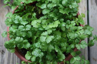 香菜图片(大叶香菜图片),第1张 香菜图片(大叶香菜图片),香菜图片(大叶香菜图片),第1张