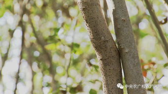 白蜡树种子(白蜡树种子形状),第1张 白蜡树种子(白蜡树种子形状),白蜡树种子(白蜡树种子形状),第1张