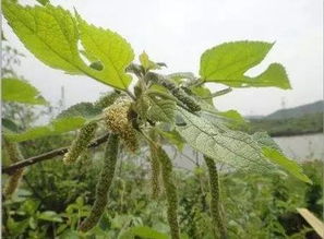 肠胃炎饮食(急性肠胃炎饮食),第2张 肠胃炎饮食(急性肠胃炎饮食),肠胃炎饮食(急性肠胃炎饮食),第2张