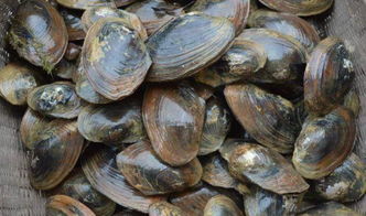 河蚌的做法怎样做好吃（河蚌的做法大全 河蚌怎么做）,河蚌的做法怎样做好吃（河蚌的做法大全 河蚌怎么做）,第1张