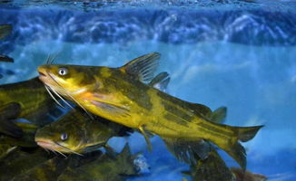 黄刺鱼(黄刺鱼是什么鱼),第2张 黄刺鱼(黄刺鱼是什么鱼),黄刺鱼(黄刺鱼是什么鱼),第2张