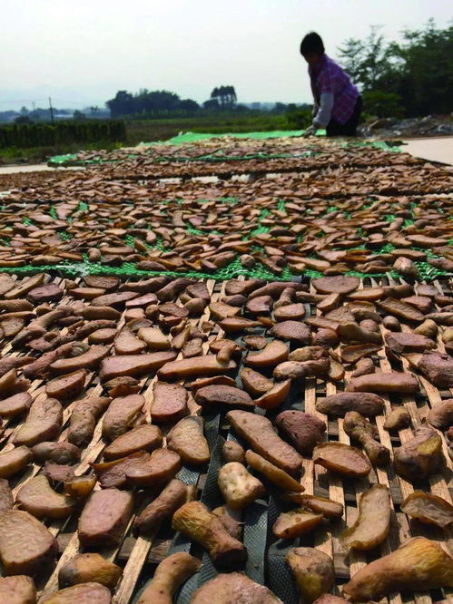 食用金箔（食用金箔违法吗）,食用金箔（食用金箔违法吗）,第3张
