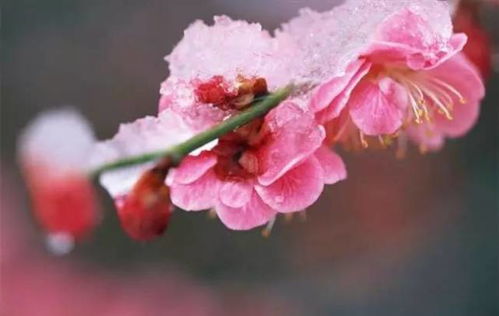 金凤花(金凤花花语及象征意义),第2张 金凤花(金凤花花语及象征意义),金凤花(金凤花花语及象征意义),第2张