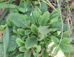 龙脊草(龙脊草又叫什么),第3张 龙脊草(龙脊草又叫什么),龙脊草(龙脊草又叫什么),第3张