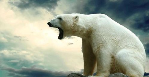 科迪亚克棕熊（科迪亚克棕熊和北极熊体型对比）,科迪亚克棕熊（科迪亚克棕熊和北极熊体型对比）,第2张