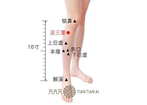 足三里的位置(足三里的位置及主治),第3张 足三里的位置(足三里的位置及主治),足三里的位置(足三里的位置及主治),第3张