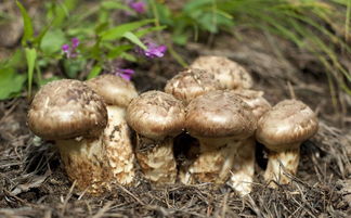 法国松茸(法国松茸多少一斤),第1张 法国松茸(法国松茸多少一斤),法国松茸(法国松茸多少一斤),第1张