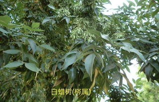 白蜡树种子(白蜡树种子形状),第2张 白蜡树种子(白蜡树种子形状),白蜡树种子(白蜡树种子形状),第2张