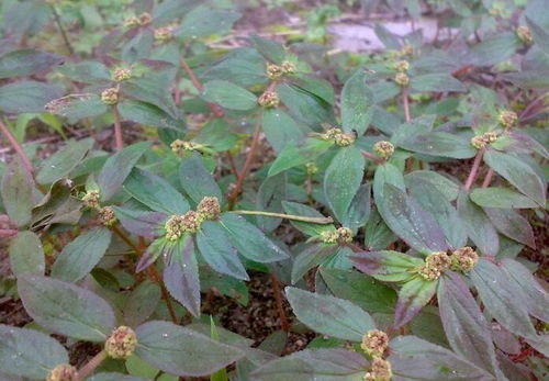 上海装潢设计:拥有自己的房子--农村人的梦想,第2张 上海装潢设计:拥有自己的房子--农村人的梦想,上海装潢设计:拥有自己的房子--农村人的梦想,第2张