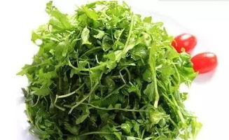 荠荠菜的功效与营养(秋天荠荠菜的功效与营养),第2张 荠荠菜的功效与营养(秋天荠荠菜的功效与营养),荠荠菜的功效与营养(秋天荠荠菜的功效与营养),第2张