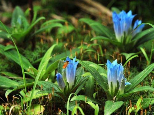 龙胆草价格(龙胆草价格多少一公斤),第2张 龙胆草价格(龙胆草价格多少一公斤),龙胆草价格(龙胆草价格多少一公斤),第2张