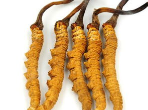 冬虫夏草食用方法(冬虫夏草食用方法及用量),第2张 冬虫夏草食用方法(冬虫夏草食用方法及用量),冬虫夏草食用方法(冬虫夏草食用方法及用量),第2张