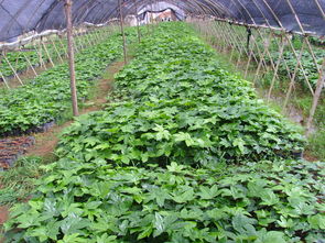 八角(八角金盘),第2张 八角(八角金盘),八角(八角金盘),第2张