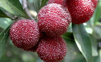 杨梅虫子能吃吗(杨梅的虫子可以吃吗),第2张 杨梅虫子能吃吗(杨梅的虫子可以吃吗),杨梅虫子能吃吗(杨梅的虫子可以吃吗),第2张