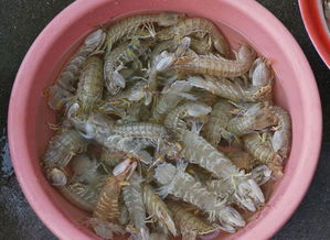 虾姑和皮皮虾的区别(虾姑就是皮皮虾吗?),第2张 虾姑和皮皮虾的区别(虾姑就是皮皮虾吗?),虾姑和皮皮虾的区别(虾姑就是皮皮虾吗?),第2张