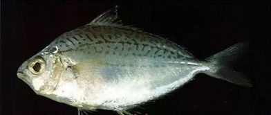 鱼类大全（鱼类大全看图识鱼）,鱼类大全（鱼类大全看图识鱼）,第1张