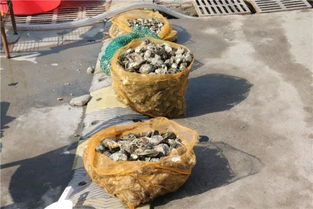 秋季进补(秋季进补,冬令打虎),第3张 秋季进补(秋季进补,冬令打虎),秋季进补(秋季进补,冬令打虎),第3张